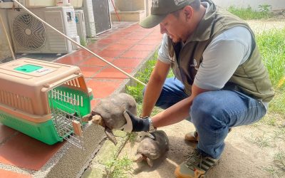 El DADSA Impulsa la Conservación, Rescate y Retorno de Especies Nativas a su Hábitat Natural.